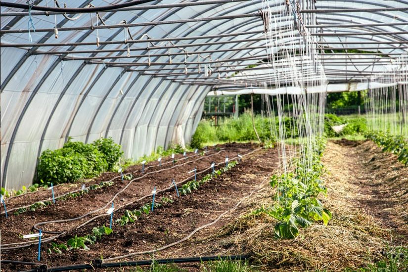Rein in den Stall und ins Gewächshaus – Biodynamische Landwirtschaft